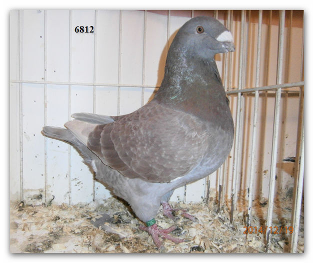 6812 MASC 2014 H 150 RON REZERVAT