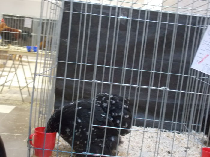 DSCN0463 - expo nationala suceava 2014