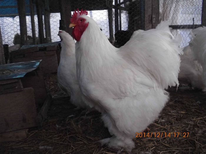 1271891_1579181702315629_1368430066997100091_o