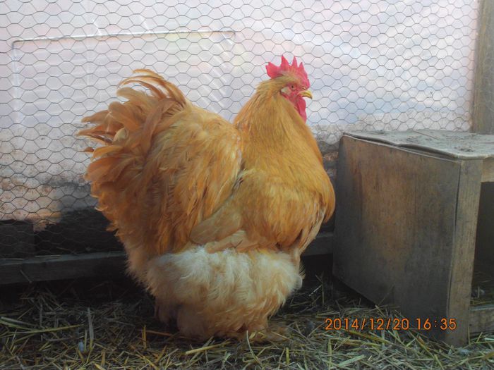 10521695_1579182308982235_6050091918785934304_o