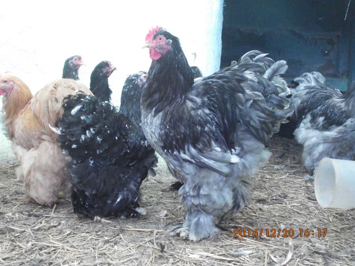 10633475_1579182208982245_6803919636173663392_o