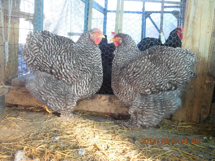 10854239_1579182372315562_6833549806010859950_o