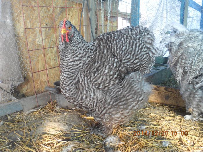 10854841_1579182155648917_7075159294884231370_o