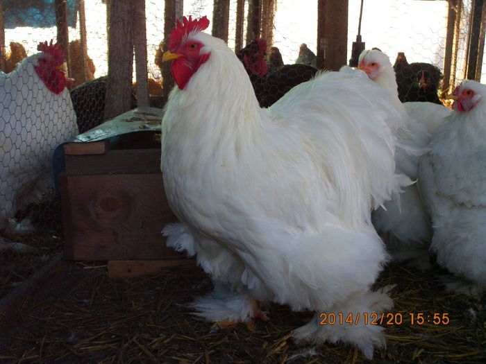 10854976_1579182352315564_8778871586526658825_o