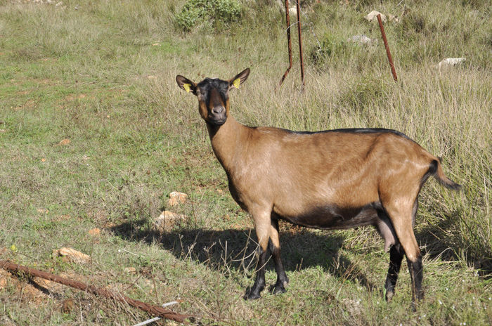 Alpina cea roscata - Rase de oi si capre-Poze deosebite-3