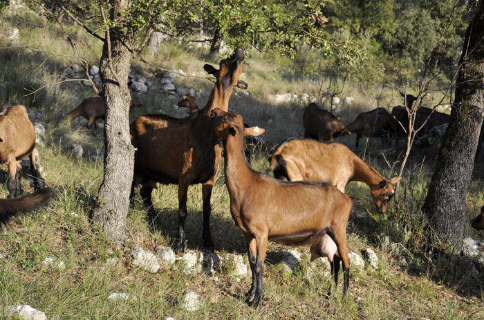 Alpinele la soare - Rase de oi si capre-Poze deosebite-3