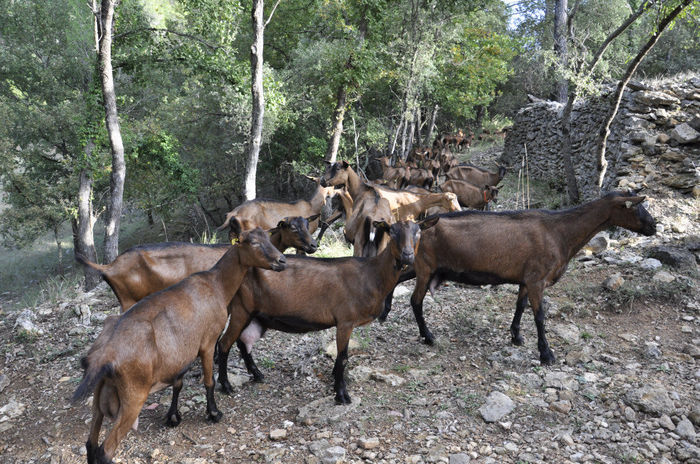 Roscatele Alpine