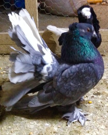 image - Voltati indieni GRI ALBASTRI GUTI