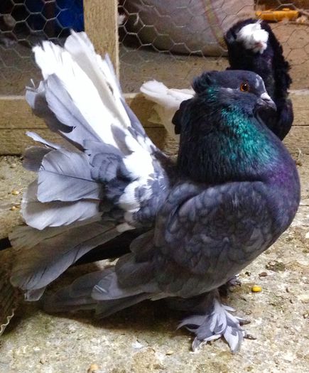 image - Voltati indieni GRI ALBASTRI GUTI