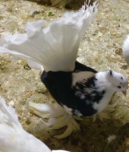 image - Voltati indieni BALTATI PE NEGRU