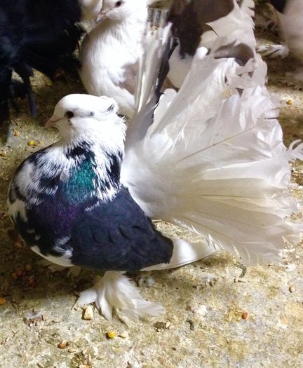 image - Voltati indieni BALTATI PE NEGRU