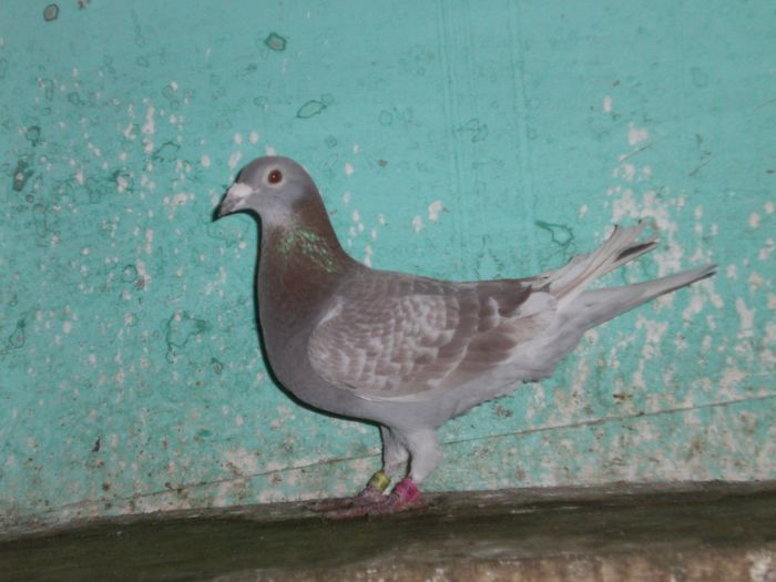 VAN DIJK +VAN HESTEN