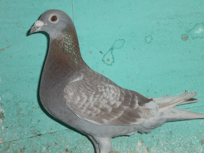 VAN DIJK+ VAN HASTEN