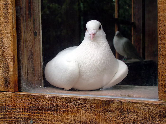 White Pigeon - De pe net