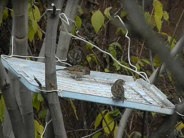 DSCN6429 - VRABIUTE_2