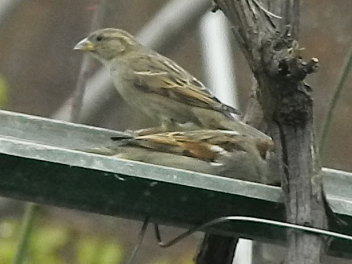 DSCN6702 - VRABIUTE_2
