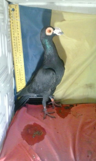 m2014 - Poze carieri