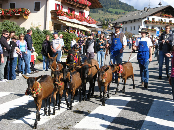 Capritele Alpine pe strada