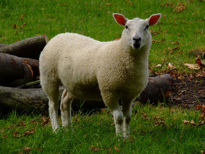 Cheviot oaie frumoasa