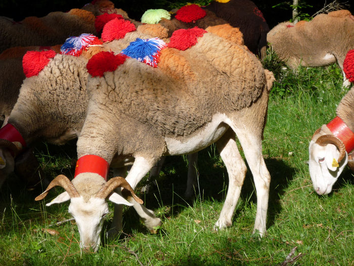 Oile colorate la spanioli