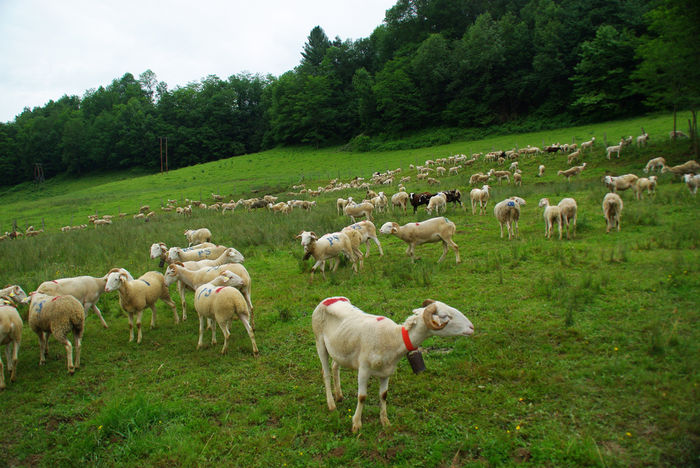 Plecam imediat in Pirinei - Rase de oi si capre-Poze deosebite-3