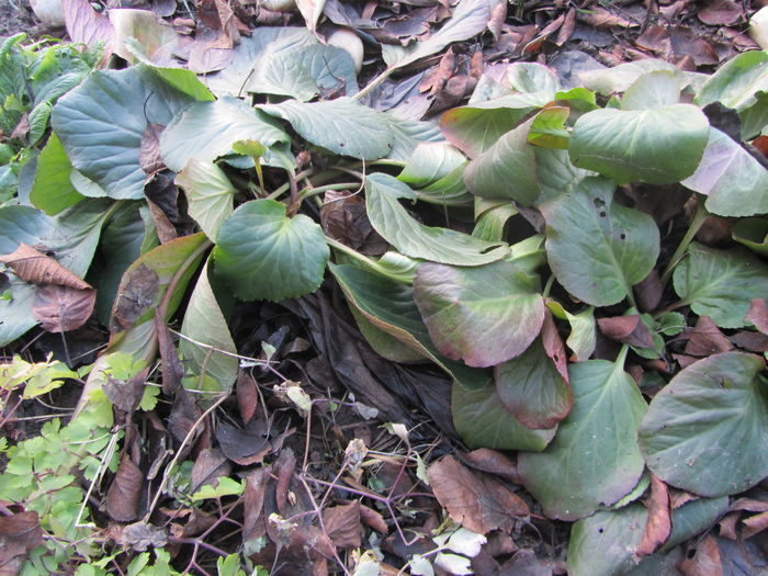 Bergenia
