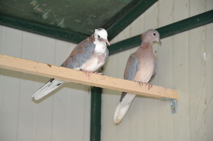 DSC_0021 - TURTURELE SENEGAL-SENEGAL DOVE