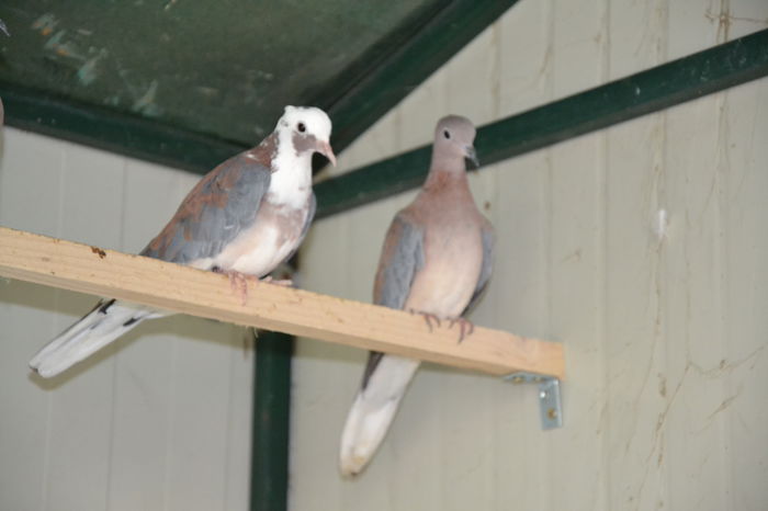 DSC_0022 - TURTURELE SENEGAL-SENEGAL DOVE