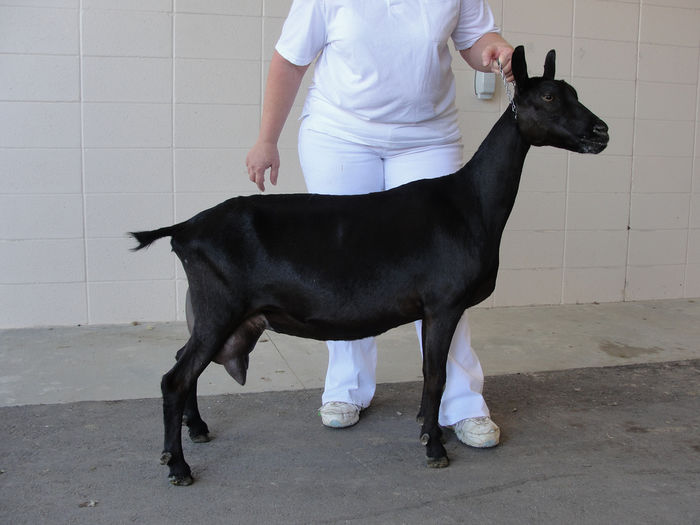 O capra Oberhasli  in lactatie-3 - Rase de oi si capre-Poze deosebite-3