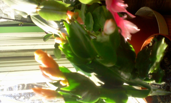 Fotografie3738 - Schlumbergera 2014-prezent