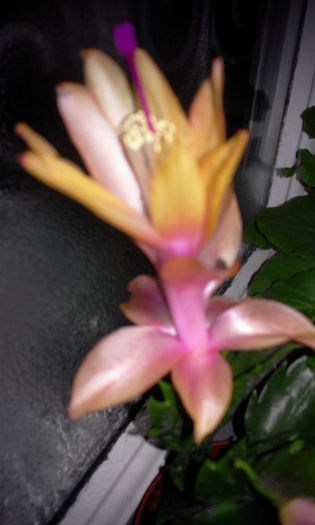 Fotografie3853 - Schlumbergera 2014-prezent