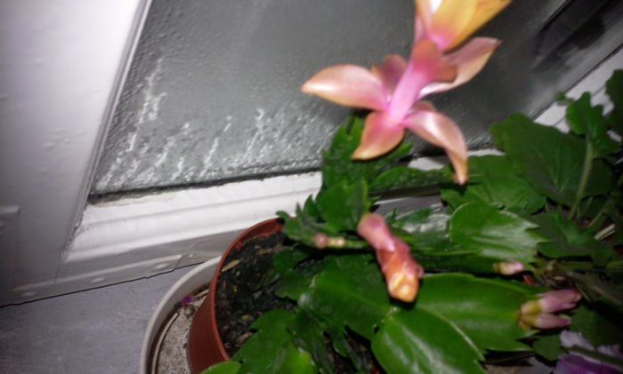 Fotografie3856 - Schlumbergera 2014-prezent