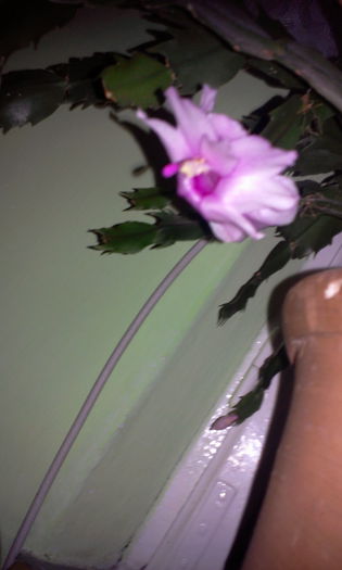 Fotografie3868 - Schlumbergera 2014-prezent