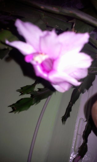 Fotografie3875 - Schlumbergera 2014-prezent