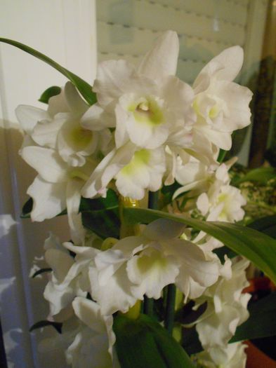 DSCN3512 - Dendrobium