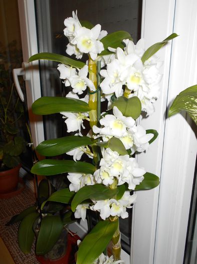 DSCN3516 - Dendrobium