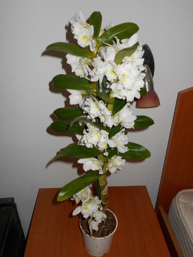DSCN3517 - Dendrobium
