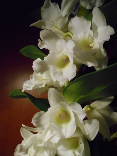 DSCN3535 - Dendrobium