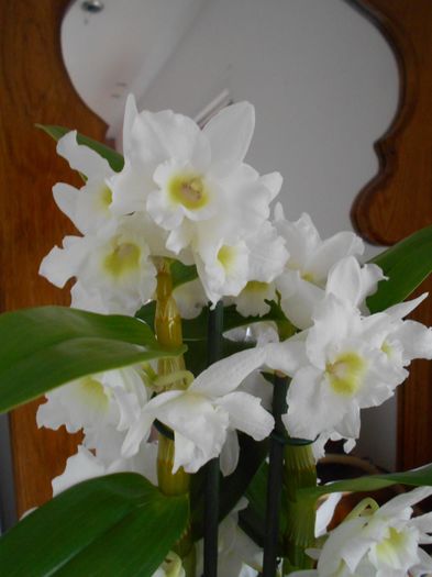 DSCN3567 - Dendrobium