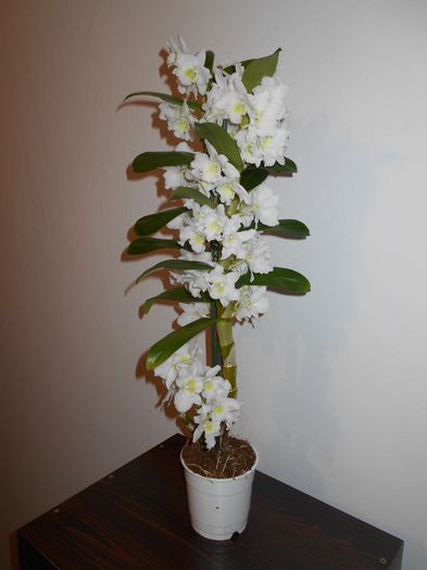 DSCN3684 - Dendrobium