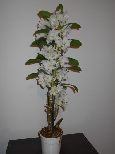 DSCN3689 - Dendrobium