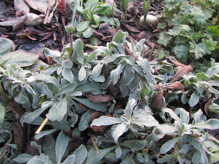 Lychnis coronaria