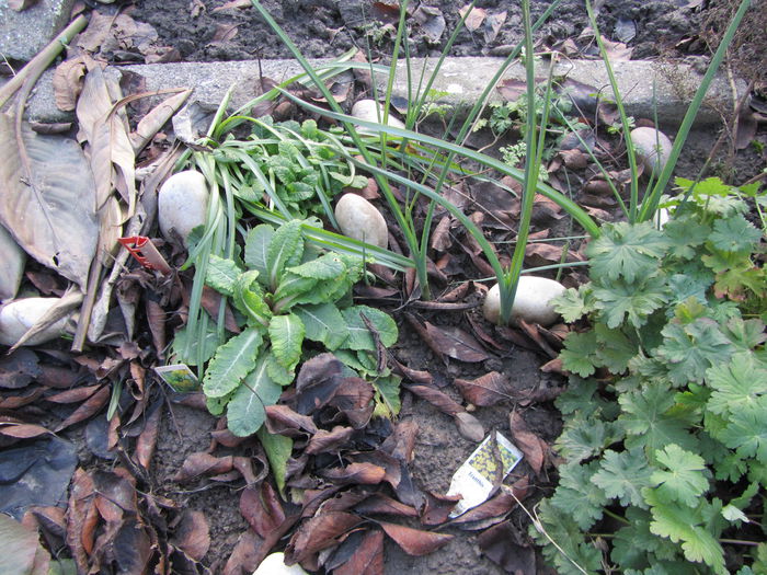 Si irisi si anemone si primule si priboi