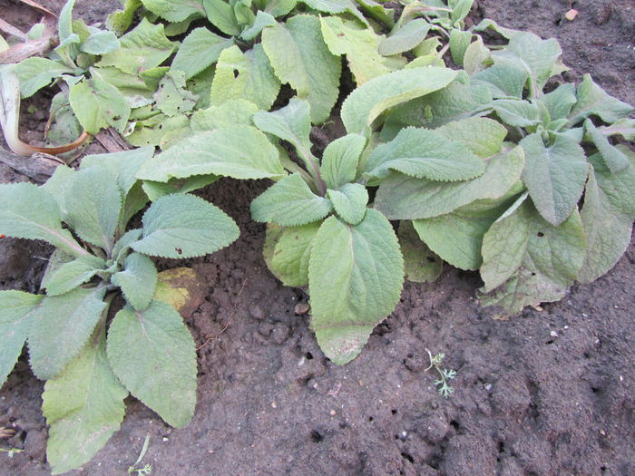 Degetari pentru la anul