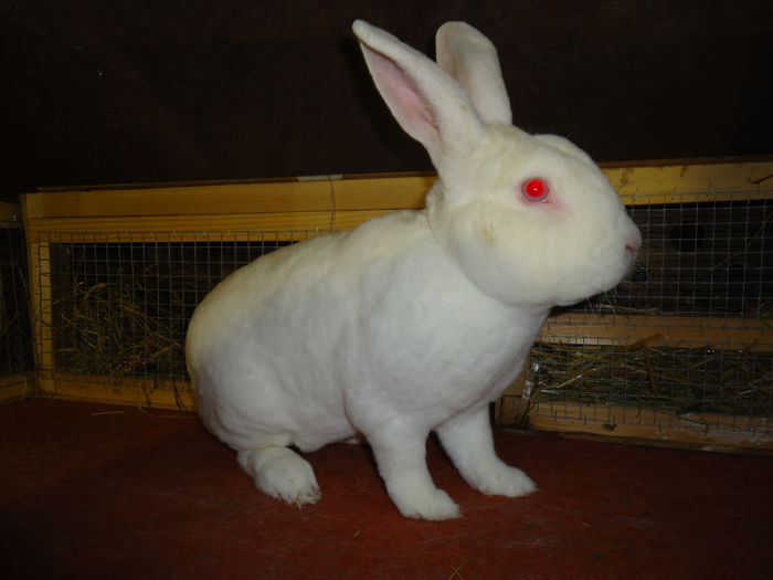 rex alb 3 masculi superbi - Z poze aprilie 2015