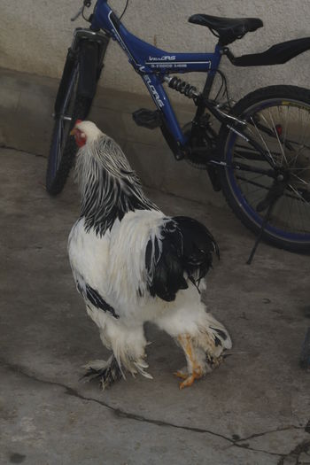 _MG_6606 - Cocosi brahma pentru 2015