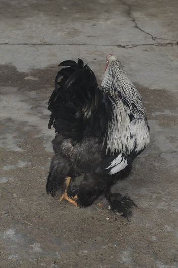 _MG_6610 - Cocosi brahma pentru 2015