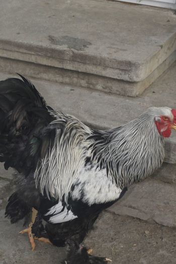 _MG_6611 - Cocosi brahma pentru 2015