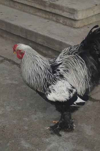 _MG_6613 - Cocosi brahma pentru 2015