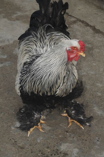 _MG_6614 - Cocosi brahma pentru 2015